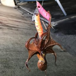 タコを直ぐにタコ飯おにぎりに