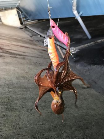 タコを直ぐにタコ飯おにぎりに