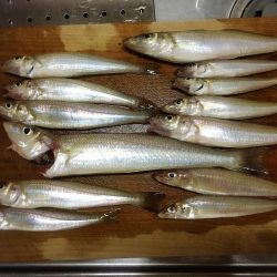 ボートキス釣り