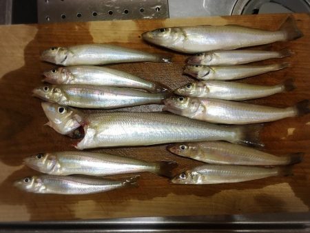 ボートキス釣り