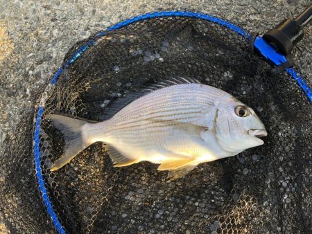 夕マヅメ二時間勝負