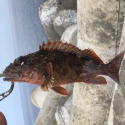 穴からキジハタ