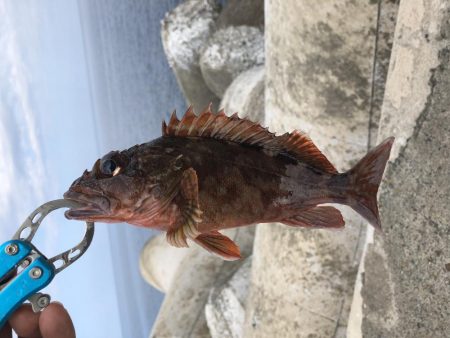 穴からキジハタ