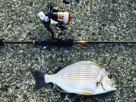 ライトタックル落とし込み