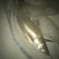 いつものドブ川でベイトつきシーバス！