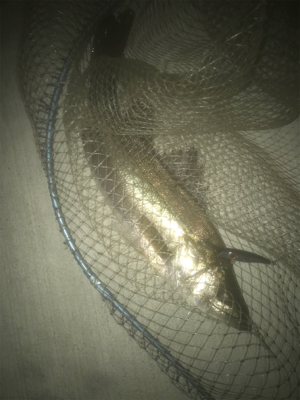 いつものドブ川でベイトつきシーバス！