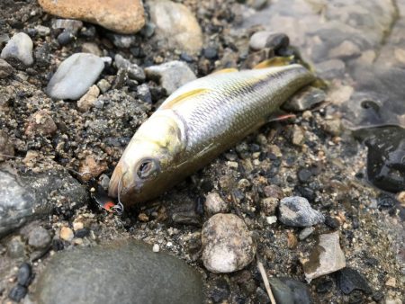 ブラックバスがいた