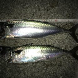 サバサバサバ〜