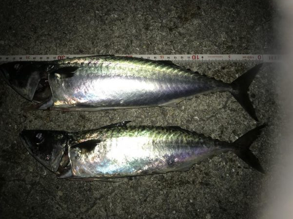 サバサバサバ〜