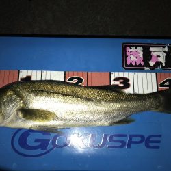 お台場周辺 シーバス チヌ