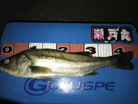 お台場周辺 シーバス チヌ