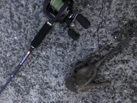 数も型もイマイチ