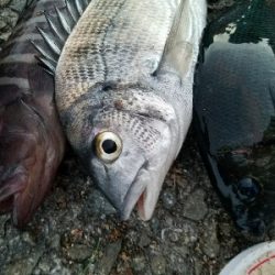 ハゲ釣り　～チヌ、グレ、マハタ～