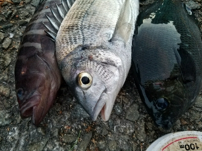 ハゲ釣り　～チヌ、グレ、マハタ～