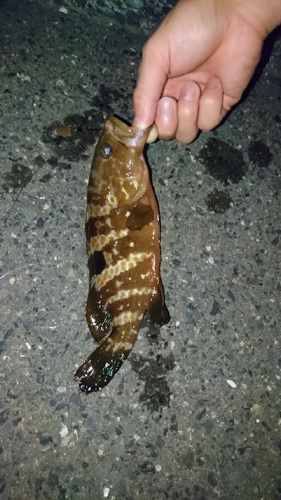 ロックフィッシュ