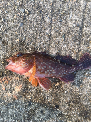 暑かったけど楽しかったです