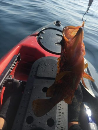 カヤックフィッシング