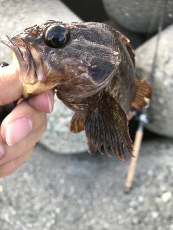 青物不発からの根魚三目達成