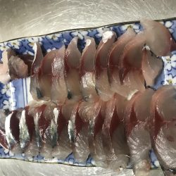 ベイトと鳥と大サバ