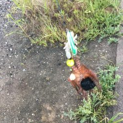 朝一番 マダコGET！