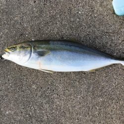 ナイスフィッシュ！