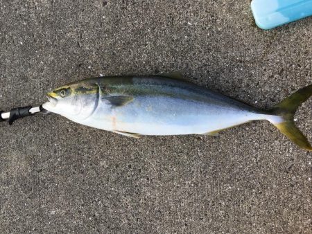 ナイスフィッシュ！