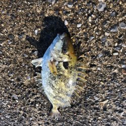 期待のサバ釣れず