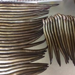 アナゴ釣り記録更新