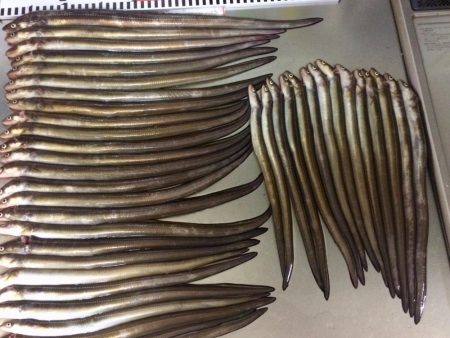 アナゴ釣り記録更新