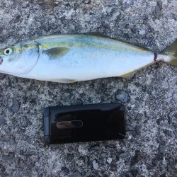 ツバスを求めて