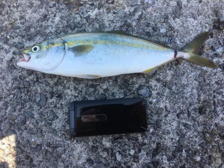 ツバスを求めて