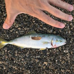 トップウォーター最高！