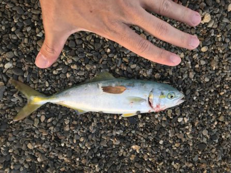 トップウォーター最高！