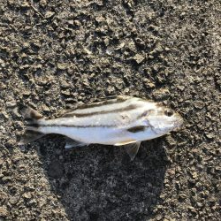 鹿児島市平川ヨットハーバーテトラポットにて