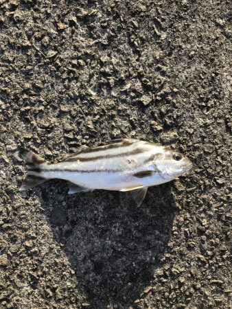 鹿児島市平川ヨットハーバーテトラポットにて