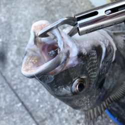 安定の夕マヅメ勝負