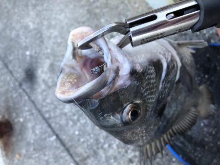 安定の夕マヅメ勝負