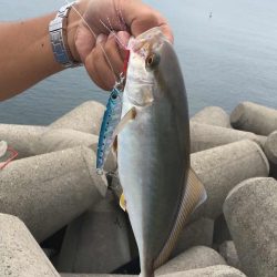 シオ カンパチ幼魚