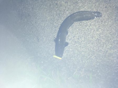 用水路でナマズ