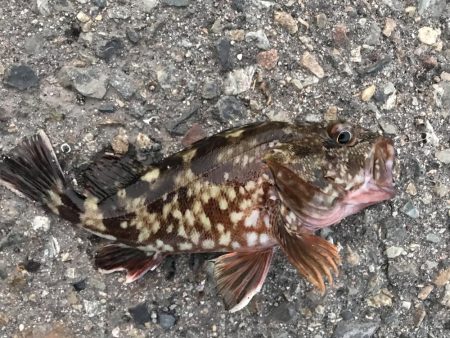 過去最高のガシラ‼︎