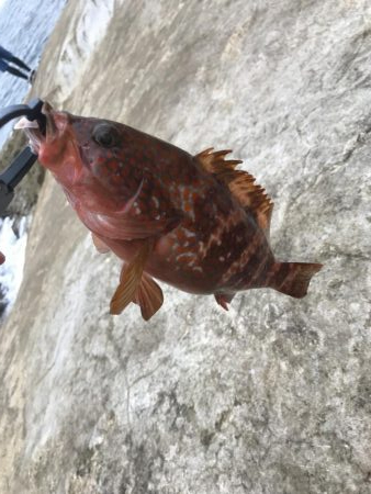 アコウちょーこー