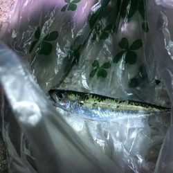 アジはお留守でしたが。