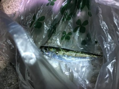 アジはお留守でしたが。