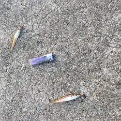 キスが食べたくて