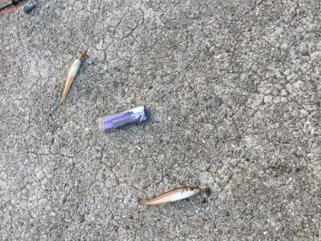 キスが食べたくて