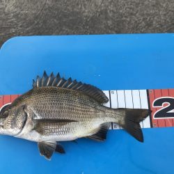 豊洲周辺 ヘチ釣り フッコ、カイズ