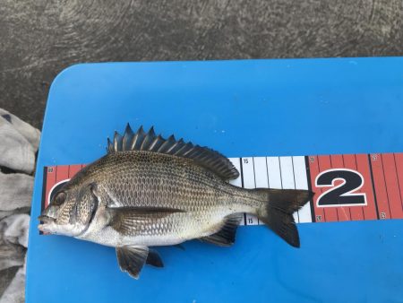 豊洲周辺 ヘチ釣り フッコ、カイズ