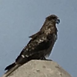 やっとこさ、2018年初fish