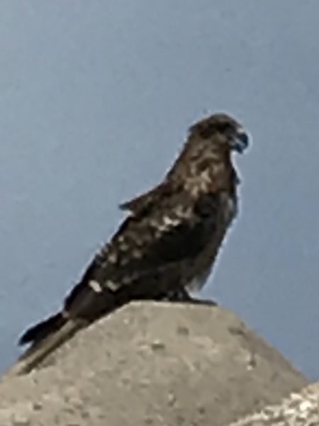 やっとこさ、2018年初fish