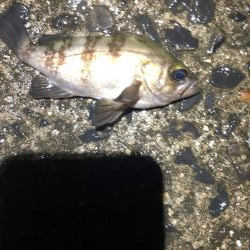 小魚